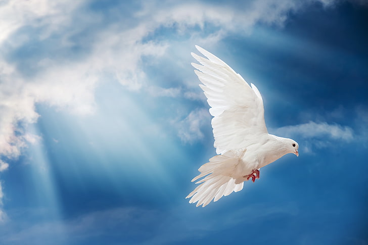 white dove, the sky, light, bird, the world, white, peace, the rays of the sun, sky, dove, pigeon, white dove, sunrays, HD wallpaper