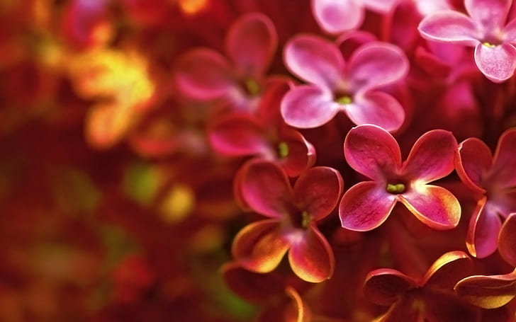 Macrophotographie lilas rouge, Rouge, Lilas, Macro, Photographie, Fond d'écran HD
