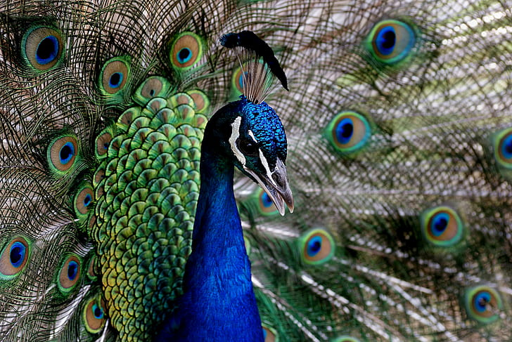 close-up photo of Peacock, pavo cristatus, peacock, pavo cristatus, Peacock, Pavo cristatus, close-up, photo, Willowbank, Explored, flickr, Best, Creatures, Public Domain, Dedication, CC0, Geo-Tagged, lover, photos, bird, feather, animal, wildlife, multi Colored, nature, blue, male Animal, tail, beak, elegance, HD wallpaper