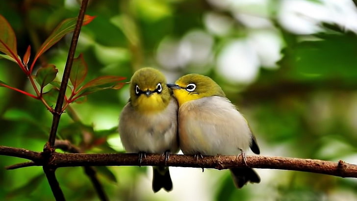 oiseaux, couple, amour, doux, branche, romantique, Fond d'écran HD