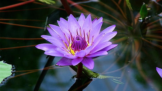 Fleur de lotus couleur pourpre beau fond d'écran hd pour tablette pc et mobile 1920 × 1080, Fond d'écran HD HD wallpaper