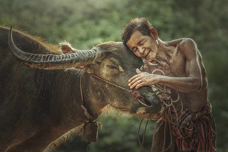 kerbau hitam, manusia, sapi, Vietnam, banteng, petani, Kerbau, Wallpaper HD