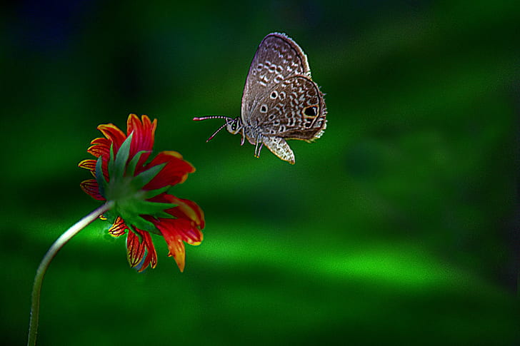 moth above red petaled flower, miami blue, cyclargus, miami blue, cyclargus, Miami Blue, Cyclargus, moth, red, Butterfly, Butterflies, Beautiful, Fly, Flower, outdoor, depth of field, Tampa Florida, Tampa Bay, Tropical, rare, John Howard, nikon D5300, zoom lens, nature, insect, butterfly - Insect, summer, close-up, animal, beauty In Nature, macro, animal Wing, HD wallpaper