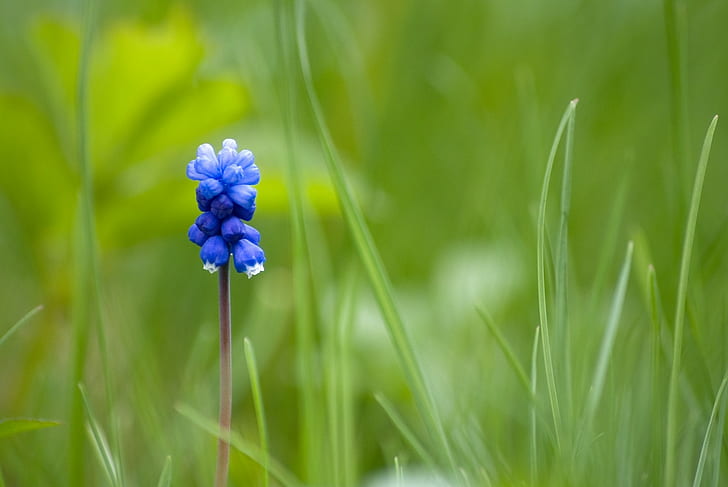 Muscari, Flower, One, Grass, Blurring, HD wallpaper