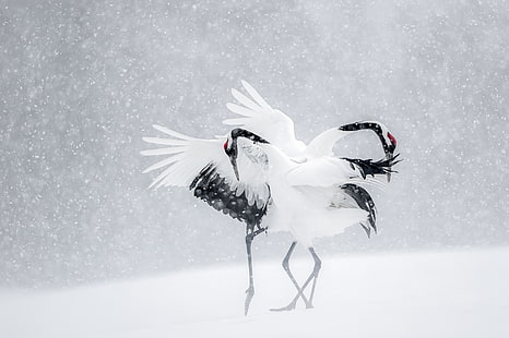 invierno, nieve, pájaros, danza, Japón, grullas, Fondo de pantalla HD HD wallpaper