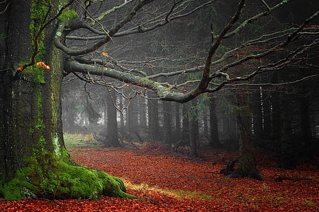 zielone drzewa, mech, liście, las, zieleń, drzewa, mgła, poranek, natura, krajobraz, Tapety HD HD wallpaper