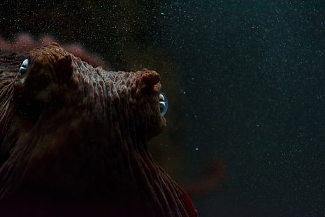 pieuvre brune, pieuvre, yeux, macro, sous l'eau, Fond d'écran HD HD wallpaper