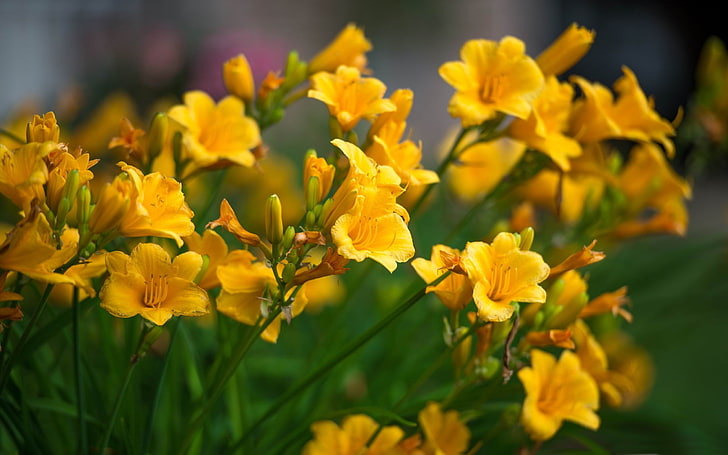 жълти лилии-цветя Картинки HD тапет, жълти цветя, HD тапет