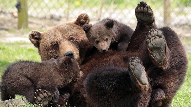 brown bear, family, bear, zoo, fur, wildlife, cub, wild animal, HD wallpaper