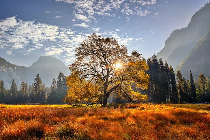 trees, mountains, tree, meadow, CA, California, Yosemite National Park, HD wallpaper