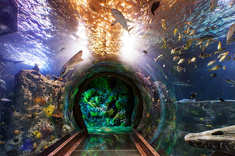 aquarium high resolution desktop backgrounds, HD wallpaper HD wallpaper
