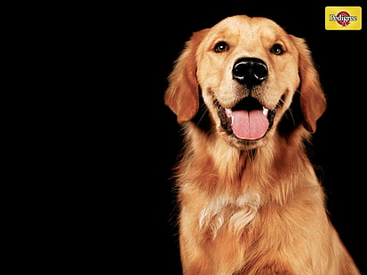zwierzęta słodkie Happy Golden Retriever Animals Dogs HD Art, szczęśliwe, słodkie, zwierzęta, psy, Golden Retriever, rodowód, Tapety HD HD wallpaper