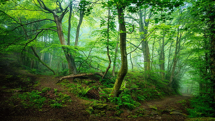 green forest, green nature, forest path, pathway, path, woods, enchanting, HD wallpaper
