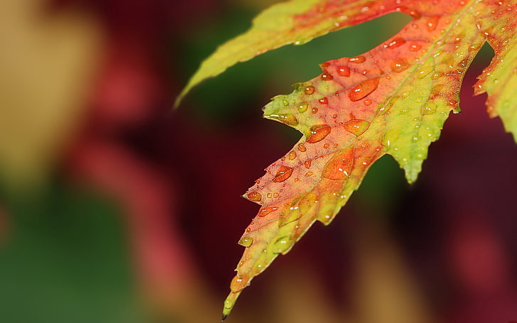selective focus photography of orange and green maple leaf, leaf, drop, surface, HD wallpaper