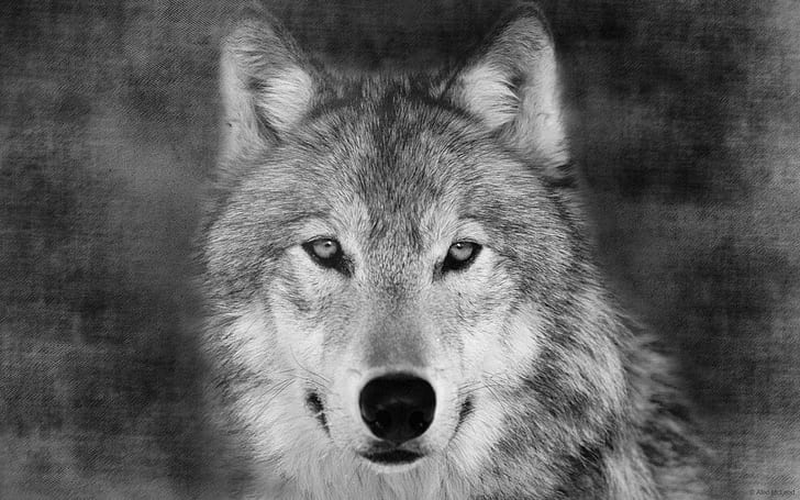 オオカミの肖像画、野生、捕食者、絵画、動物、3 dおよび抽象、 HDデスクトップの壁紙