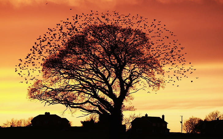 Sonnenuntergang-Baum-Vogel-Schatten-Schattenbild HD, Natur, Sonnenuntergang, Baum, Vögel, Schattenbild, Schatten, HD-Hintergrundbild