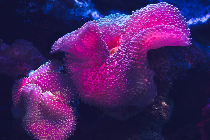 coral, Mexico, HD wallpaper