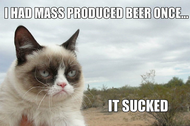 beer, cat, funny, grumpy, humor, meme, quote, HD wallpaper
