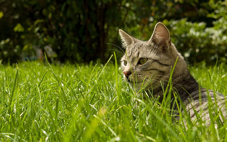 고양이, 잔디, 자연, 고양이, 잔디, 자연, HD 배경 화면