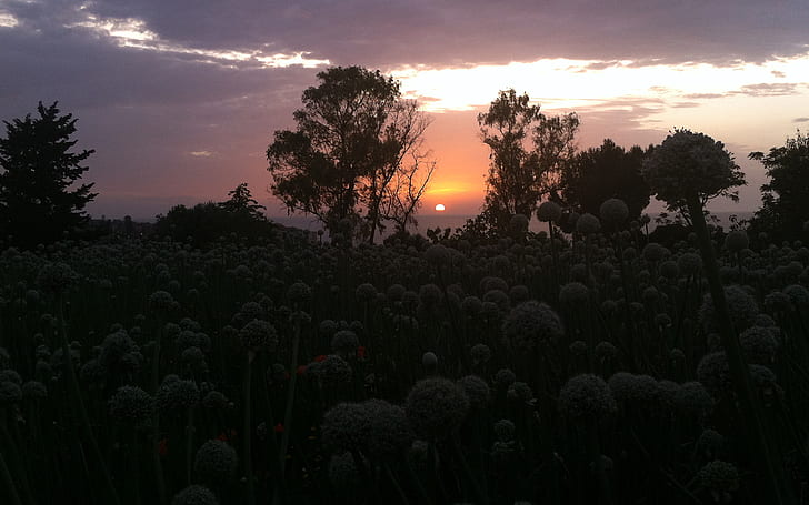 Sunset Dandelion Trees HD, ธรรมชาติ, ต้นไม้, พระอาทิตย์ตก, ดอกแดนดิไลอัน, วอลล์เปเปอร์ HD