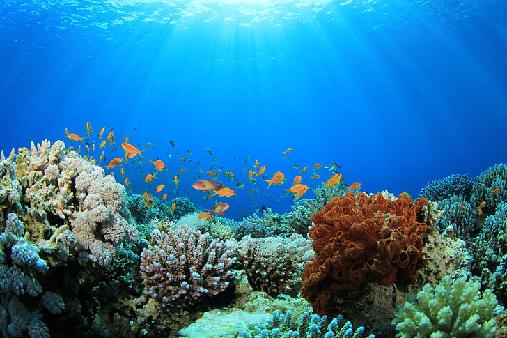 poisson, océan, mer, vie marine, tropical, sous l'eau, Fond d'écran HD