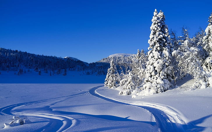 *** Śnieżna zima ***, drzewa, śnieg, przyroda, zima, przyroda i krajobrazy, Tapety HD