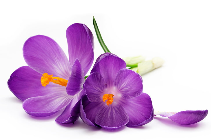 purple crocus flowers, petal, purple, crocuses, white background, HD wallpaper