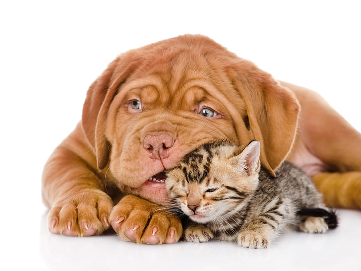 Anjing dengan kucing, bulldog, anak kucing, Anjing, Kucing, Bulldog, anak kucing, Wallpaper HD