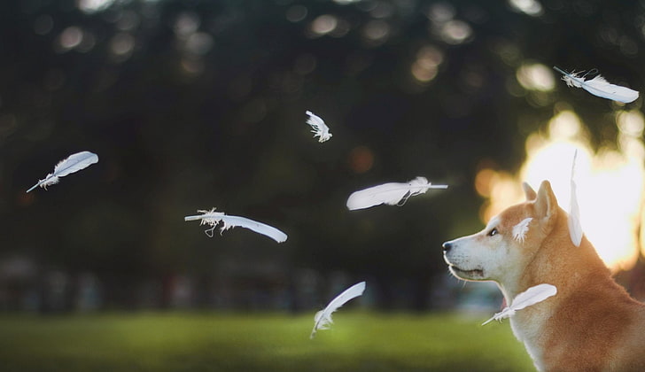 Hunde, Shiba Inu, HD-Hintergrundbild