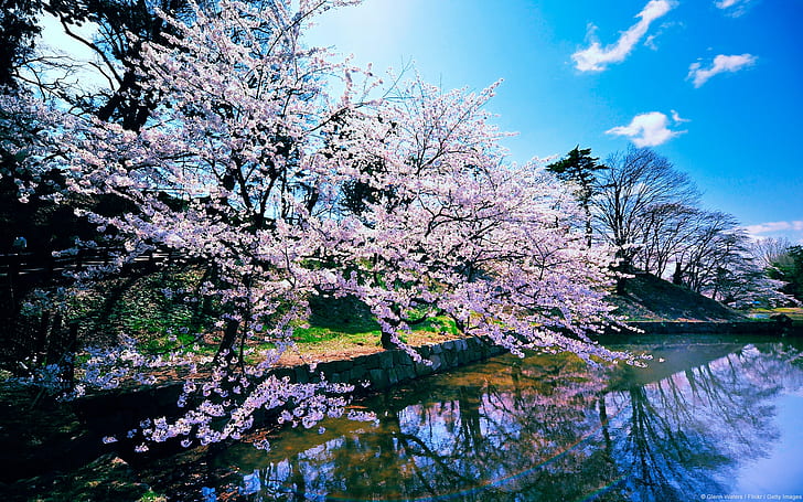 Прудовое дерево Cherry Blossom HD, фиолетовая орхидея, природа, дерево, пруд, цветение, вишня, HD обои
