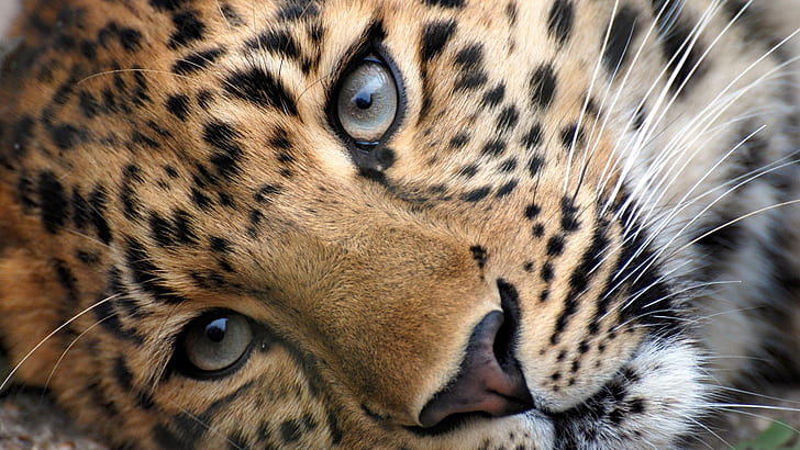 Leopard HD, леопард с кафяво и черно покритие, леопард, HD тапет