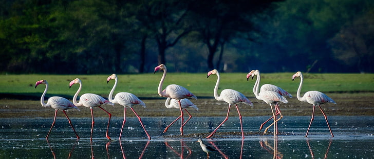 photography, animals, birds, flamingos, HD wallpaper