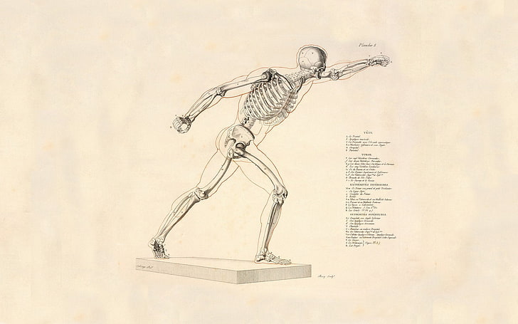 скелет, художественный, анатомия, скелет, HD обои