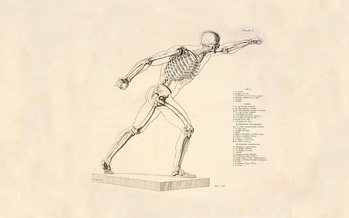 skeleton, Artistic, Anatomy, Skeleton, HD wallpaper HD wallpaper