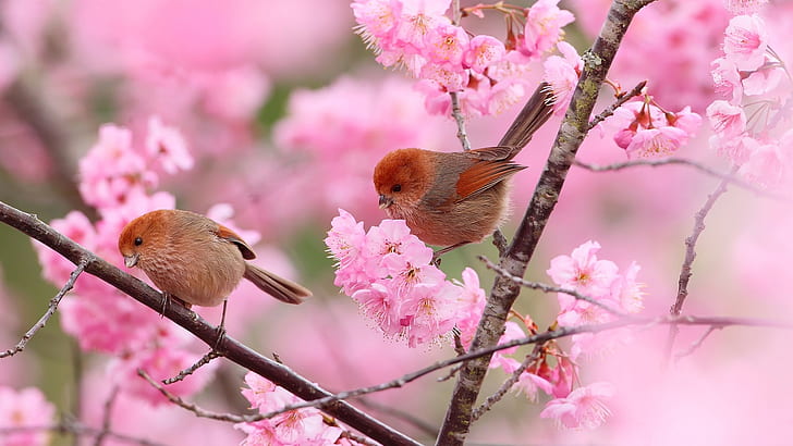 pássaros, natureza, flores, flor, ramo, galhos, animais, primavera, HD papel de parede