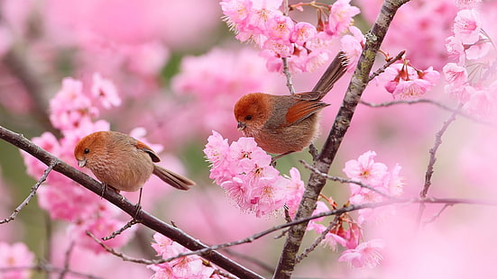 pássaros, natureza, flores, flor, ramo, galhos, animais, primavera, HD papel de parede HD wallpaper