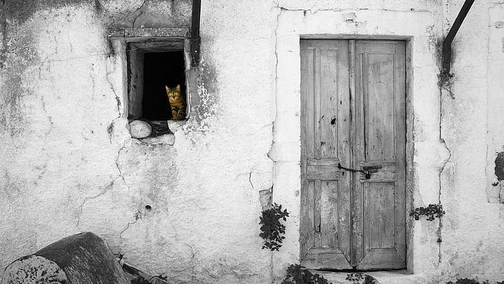 Cat In Window Colorsplash, gray wooden door, photography, black and white, colorsplash, animals, HD wallpaper