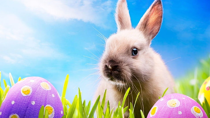 rabbit, bunny, easter, blue sky, holidays, happy easter, sunny, sky, HD wallpaper