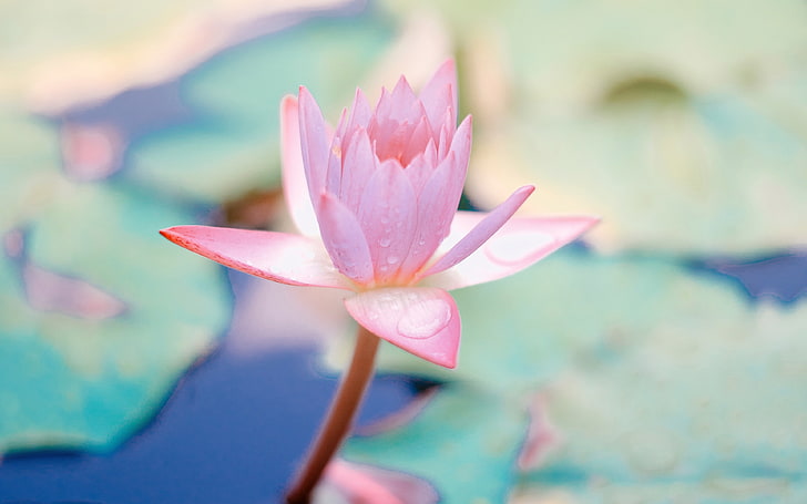 Dream Spring blooming pink lotus 4K HD, HD wallpaper