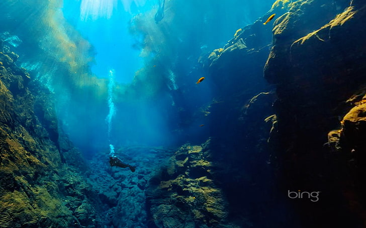 Deep-sea explorers-2013 Bing theme widescreen wall.., brown fish, HD wallpaper