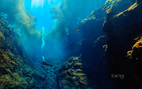 Deep-sea explorers-2013 Bing theme widescreen wall .., brun fisk, HD tapet HD wallpaper