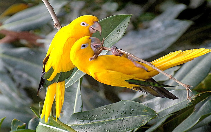 Yellow Parrot Wallpaper Hd For Mobile Phone Laptop And Pc, HD wallpaper