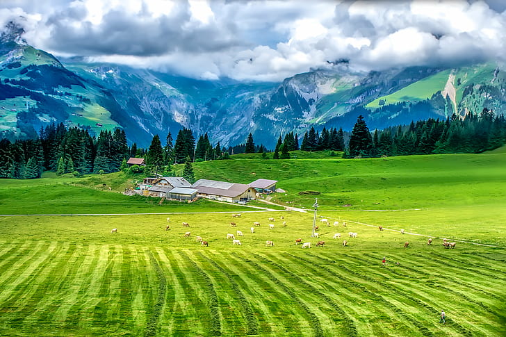 animal livestock on green field with gray houses, trees, and mountain in background, this heaven, animal, livestock, green field, gray, houses, trees, mountain, background, Landscape, farm, valley, cows, cattle, swiss, switzerland, mount  titlis, nature, european Alps, summer, meadow, scenics, outdoors, europe, italy, green Color, rural Scene, hill, HD wallpaper