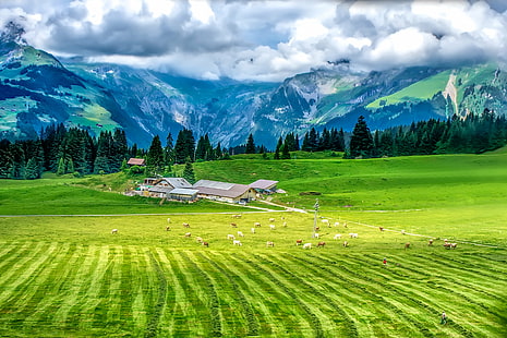 animal livestock on green field with gray houses, trees, and mountain in background, this heaven, animal, livestock, green field, gray, houses, trees, mountain, background, Landscape, farm, valley, cows, cattle, swiss, switzerland, mount  titlis, nature, european Alps, summer, meadow, scenics, outdoors, europe, italy, green Color, rural Scene, hill, HD wallpaper HD wallpaper