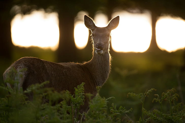 looking at viewer photography deer animals sunlight plants trees wildlife eating, HD wallpaper