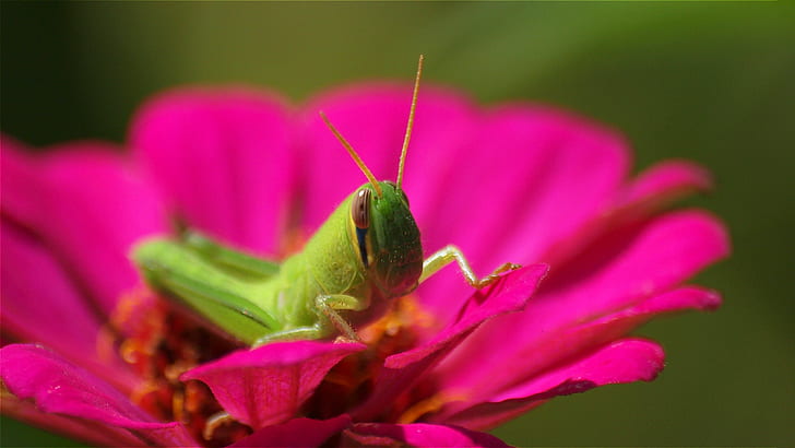 selective focus photography of green Grasshopper, juvenile, Locust, selective focus, photography, green, Grasshopper, flower, autumn, 蝗, insect, Japan, nature, animal, close-up, plant, HD wallpaper