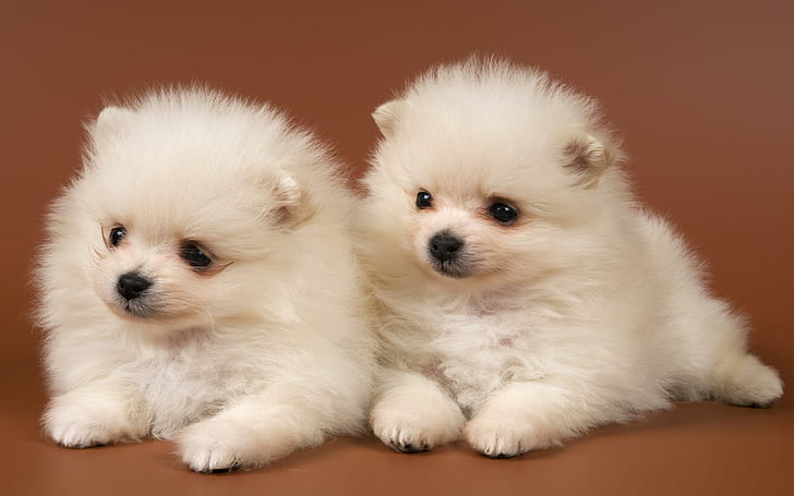 Sweet Fluffy, weißer Hund, Haustiere, Welpe, treu, weiß, Rasse, süß, hübsch, Paar, Hunde, niedlich, Tier, fotogr, HD-Hintergrundbild