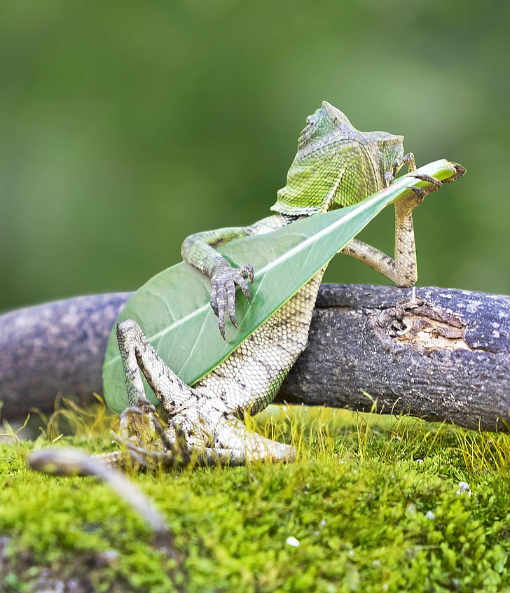 green lizard, lizards, guitar, HD wallpaper