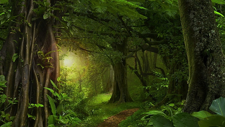 vegetasi, hutan, alam, hutan hijau, hutan, jalur hutan, kayu, jalur, sinar matahari, pohon, daun hijau, flora, hijau, Wallpaper HD