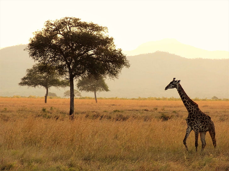 africa, giraffe, national park, safari, wild animal, wilderness, HD wallpaper
